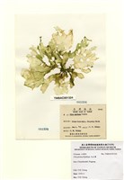 藏品(孔石蓴)的圖片